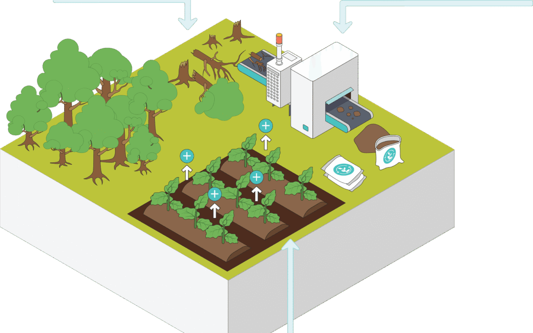 Biochar